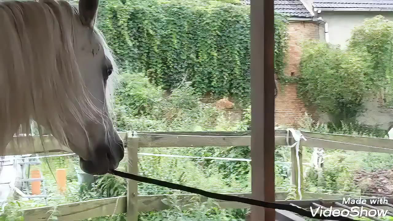 Horse Unties His Friend's Rope