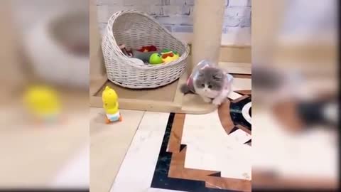 a very funny and cute cat