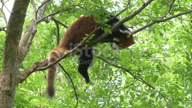 red little panda.in tree