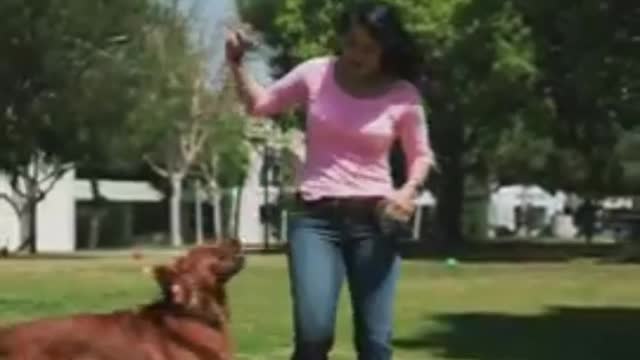 Dog training tricks and tips.