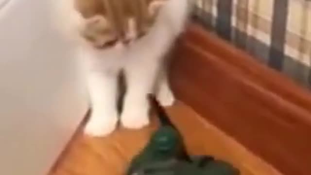 funny cats and dogs