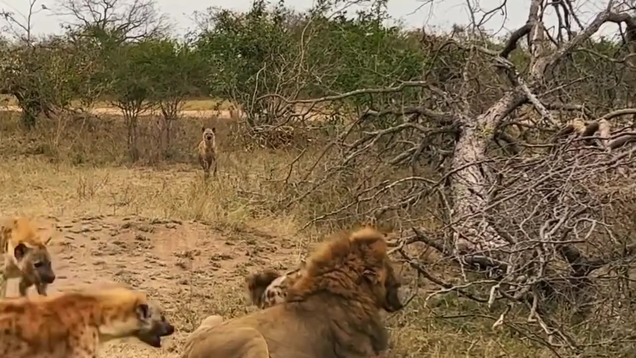 Animals fighting