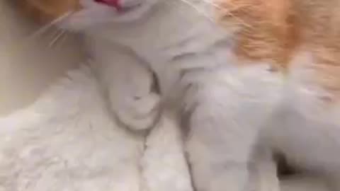 Beautiful cat 🐈‍⬛ trending video