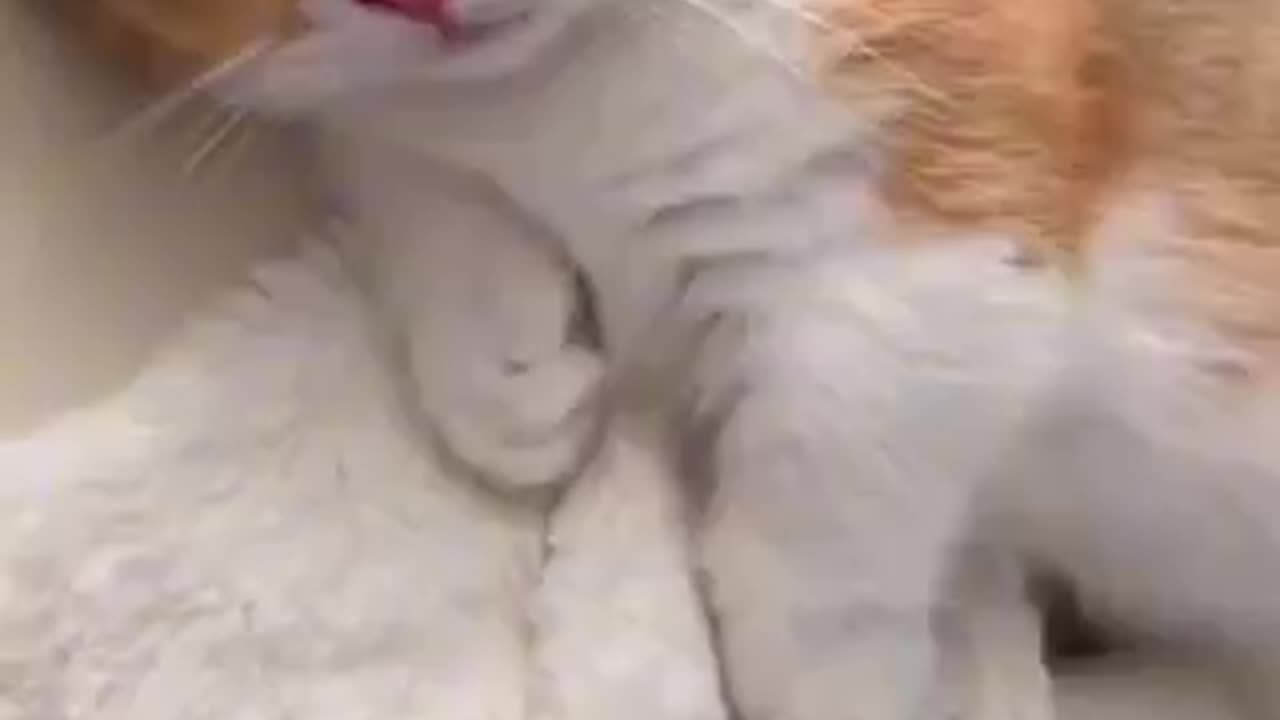 Beautiful cat 🐈‍⬛ trending video