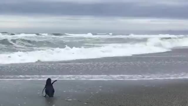 Pinguim reabilitado