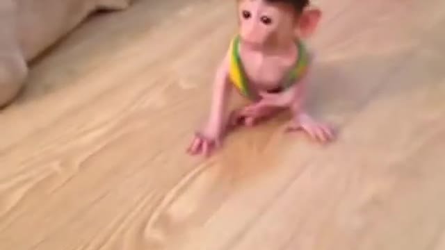 pet monkey jillu with her movements😍🥰