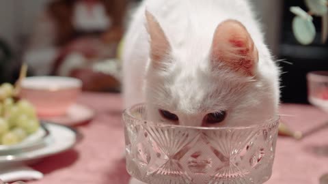 cute cat on table