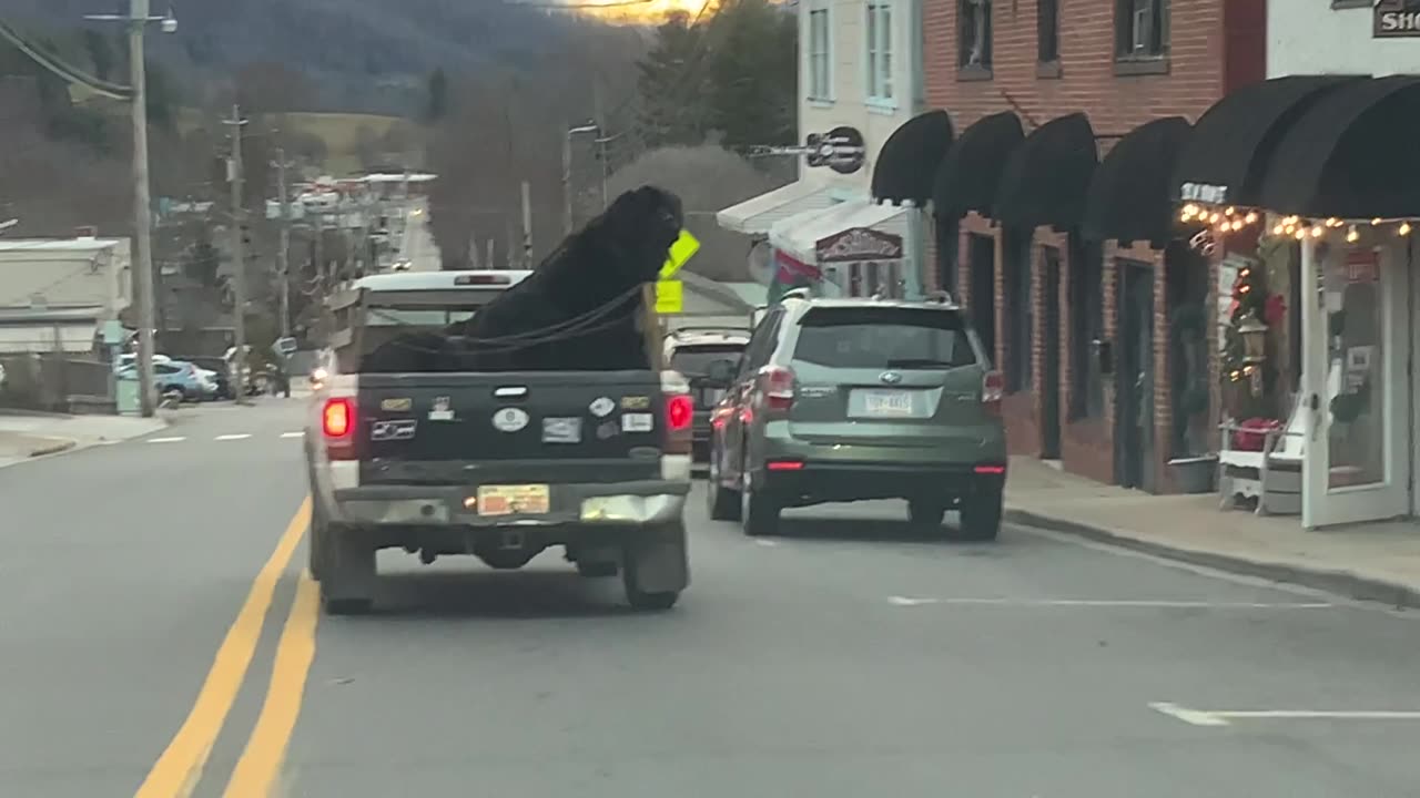 12/27/23 61°F NW NC at The Treehouse 🌳 Four huge dogs in a pick up ❤️ ✝️ 🐕‍🦺