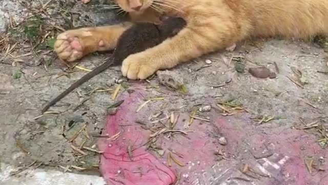 Cat and rats