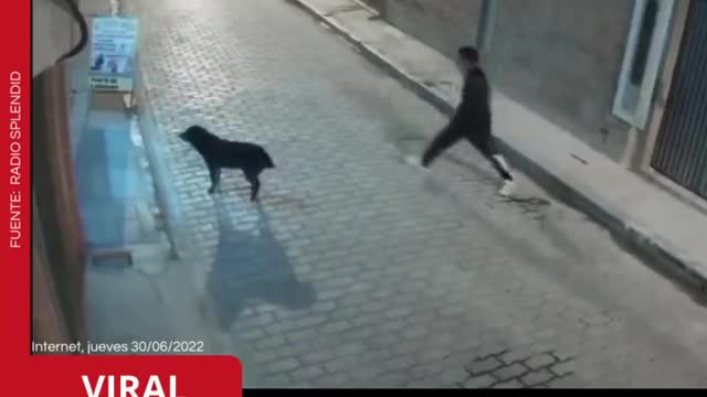 Homem tenta chutar cachorro e se dá mal