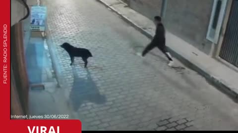 Homem tenta chutar cachorro e se dá mal