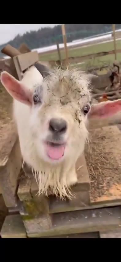Funny Retarded Goat. LOL!
