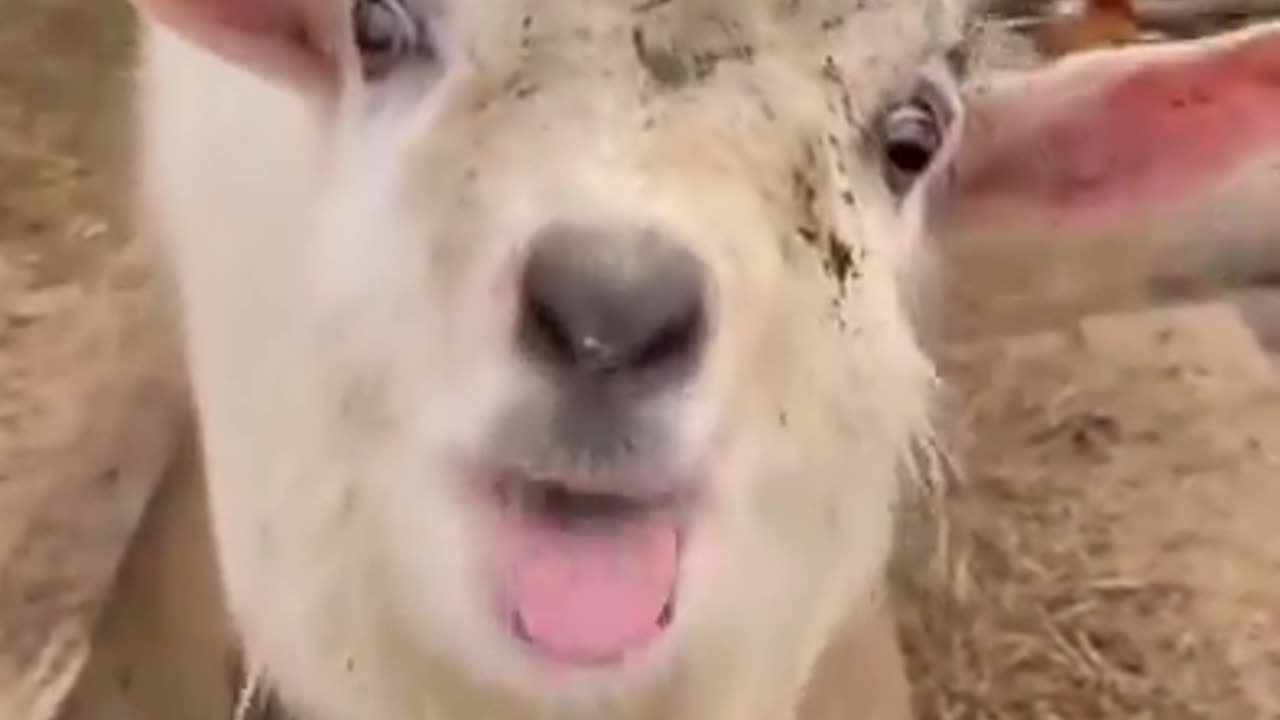 Funny Retarded Goat. LOL!