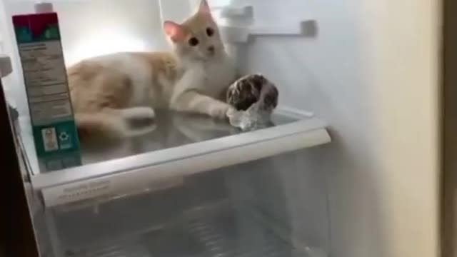 Funny cat Everytime the fridge door opens