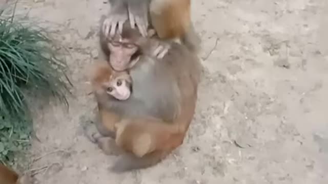 Funny Monkey Videos - A Funny Monkeys Compilation 2022