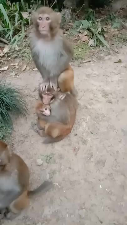 Funny Monkey Videos - A Funny Monkeys Compilation 2022