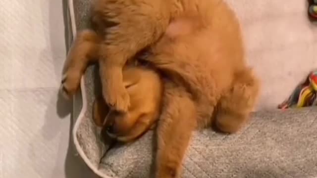 Funny Dog Videos 2020🤣 🐶 It's time to LAUGH with Dog's life 19 M vues