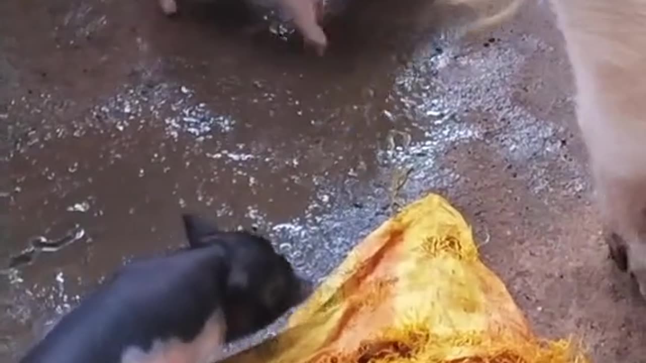 Funny Animals 17