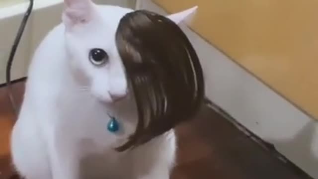 Cats funniest video