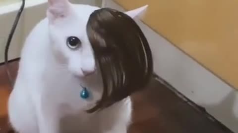 Cats funniest video