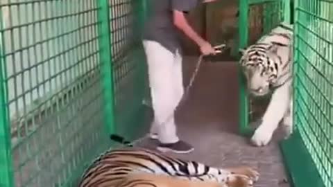 Man playing with 2 Tigers😱