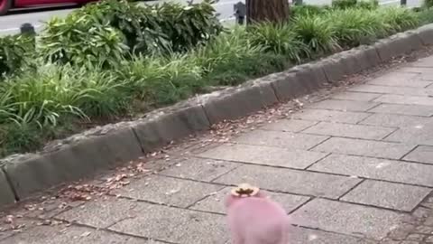 cute pig balancing on a ball - try not to find it cute