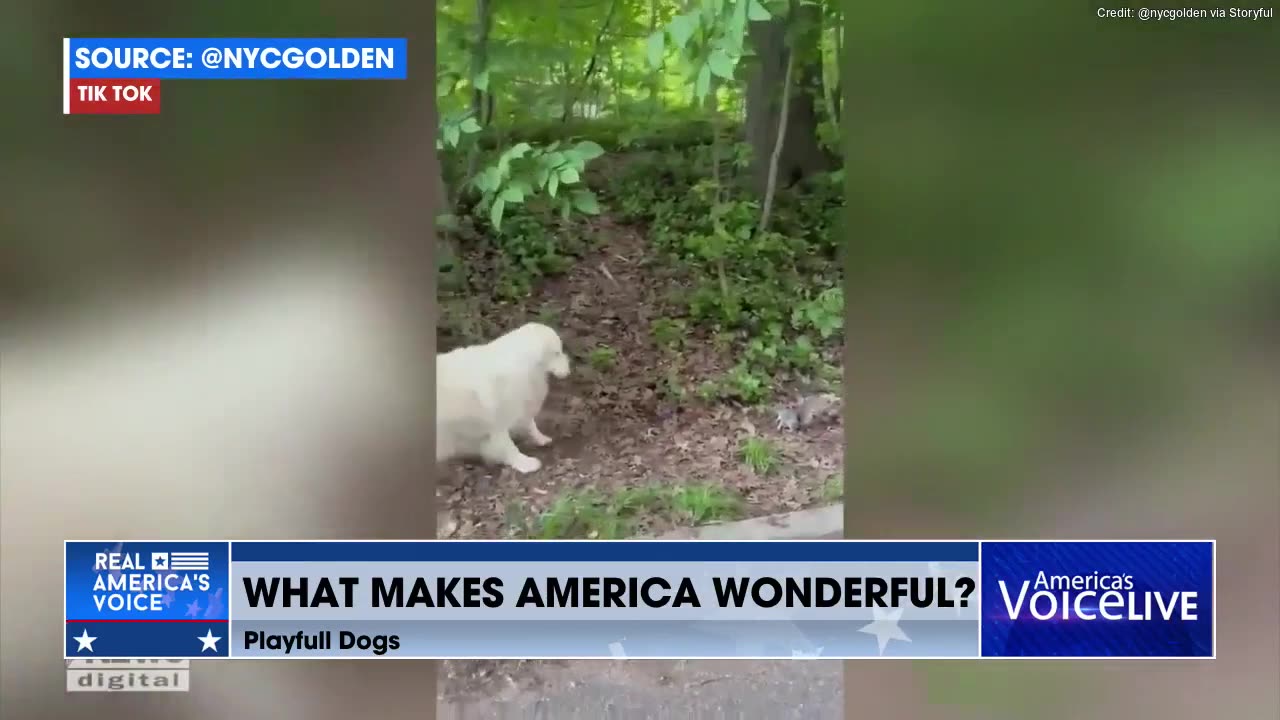 🐶WHAT MAKES AMERICA WONDERFUL😀