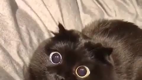 Black cat 2021