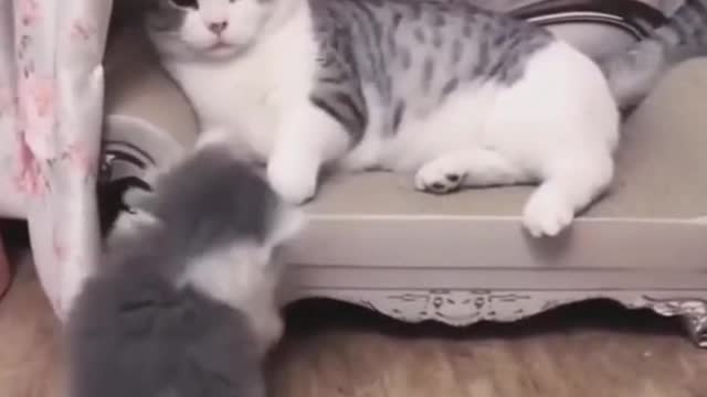 Kitty Cat Want's Some Milk But Its A No | Funniest Animal Short Videos