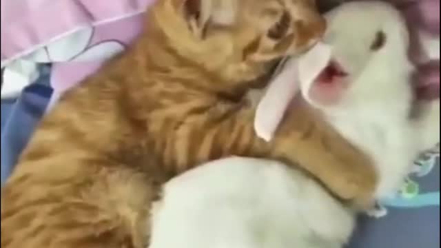 OMG Cat| Funny cats Meowt