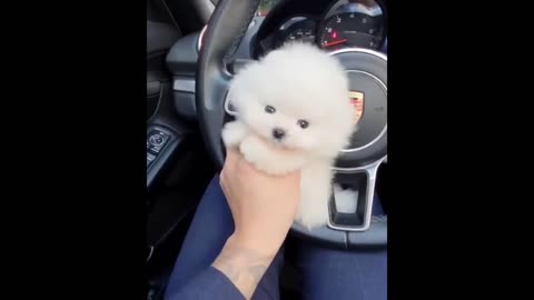 Cute Pomeranian