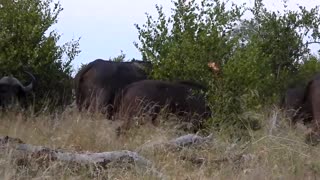 Grazing Cape Buffalo