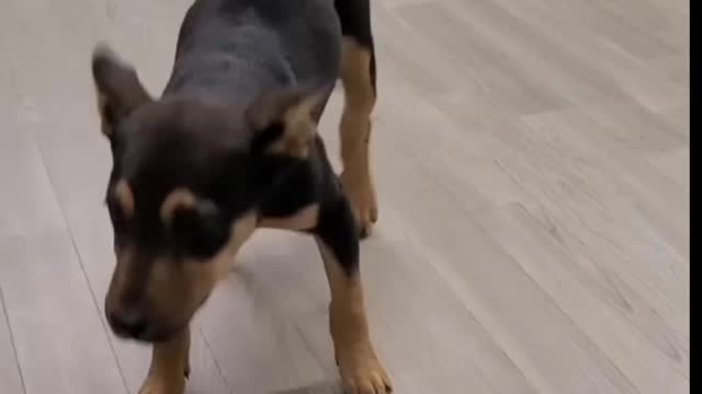 Funny dance by a dog 😂