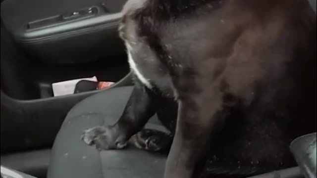Dog Jumps Into Stranger’s Car And Refuses to get out from car
