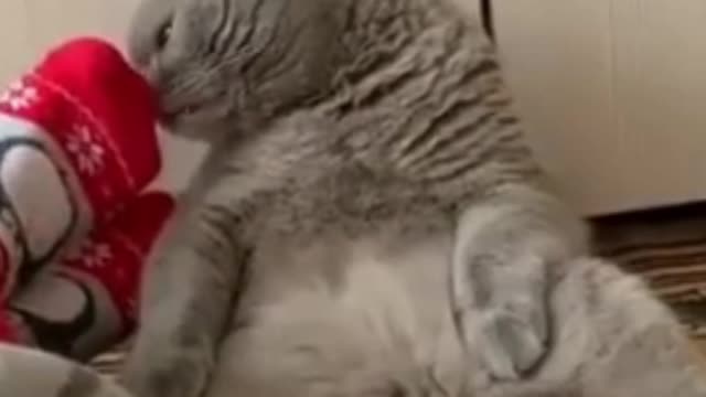 funny Cat smelling something bad