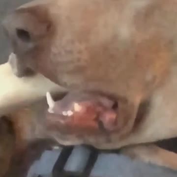 DOG SHOCKing REACTION while watching tv.mp4