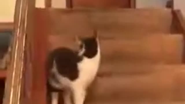 A dog goes crazy after being punched by a cat