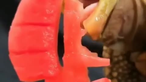 Turtle munching on a watermelon