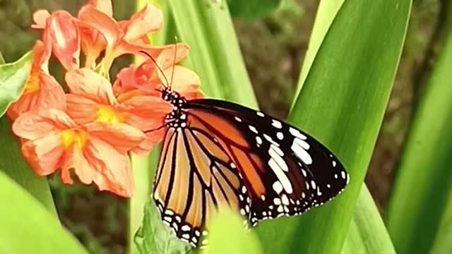 Butterfly feeding on a flower.. Sucking the Nectar from a flower.. Eating Honey..