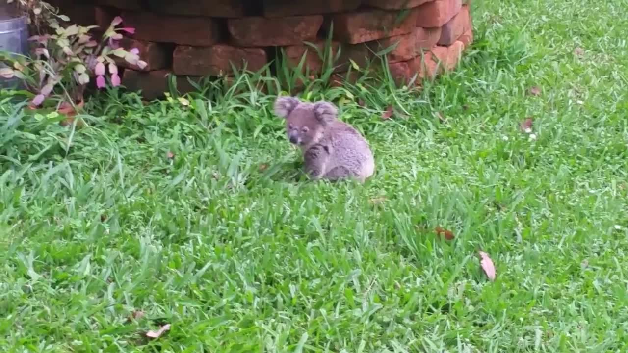 Koala baby rescue-1