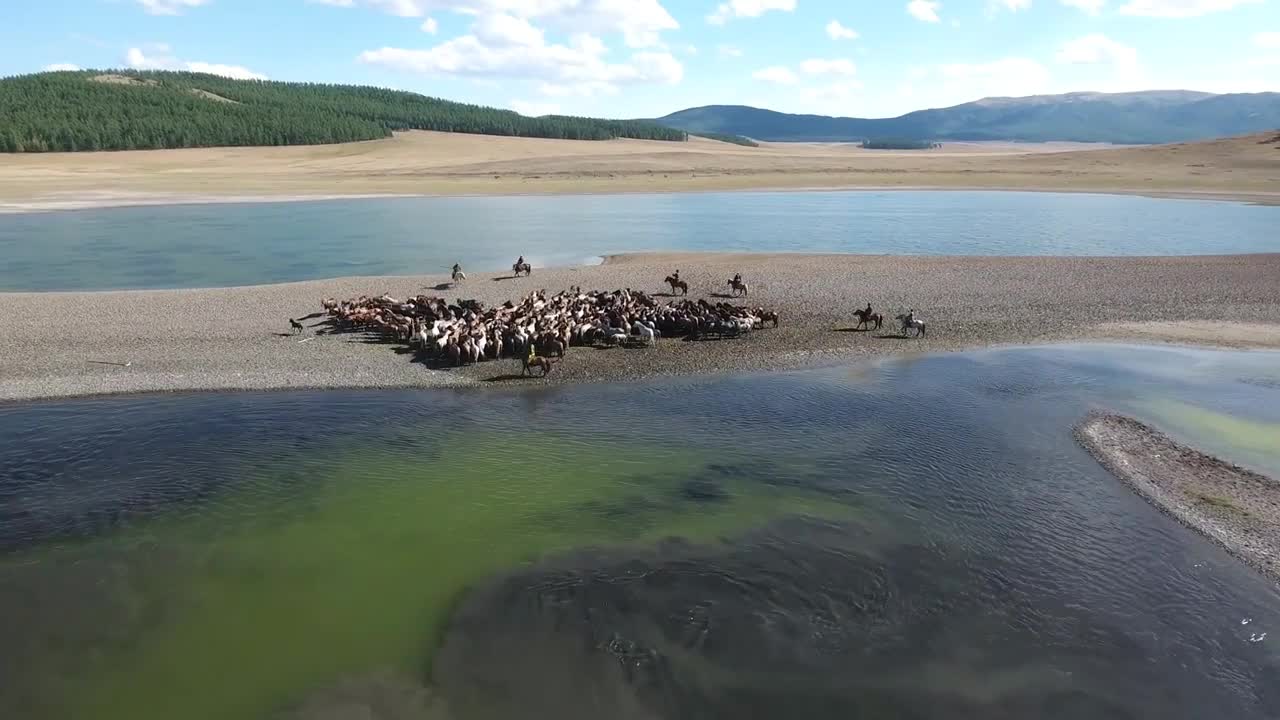 Aerial drone shot close up herd of horse along a lake in Mongolia. End Zoom out