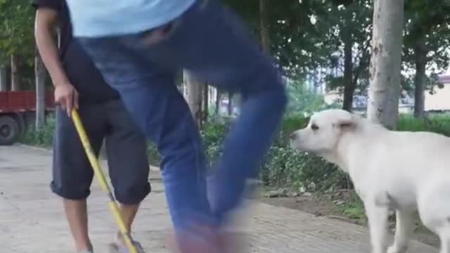 DOG SAVE BLIND MAN LIFE❤️❤️❤️