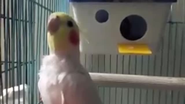 Happy Cockatiel singing