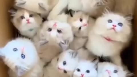 Woww cutee cats