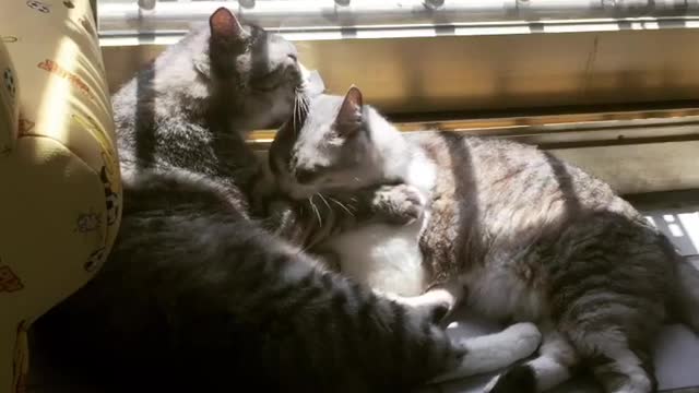Two cats lick each other.