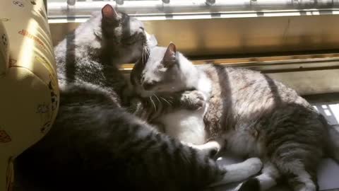 Two cats lick each other.