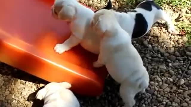 Our frenchie puppies sliding on the little tykes slide in the yard.