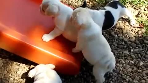 Our frenchie puppies sliding on the little tykes slide in the yard.