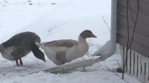 Clever Wheezy finds some water