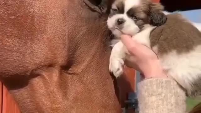 Pure love - puppy and horse